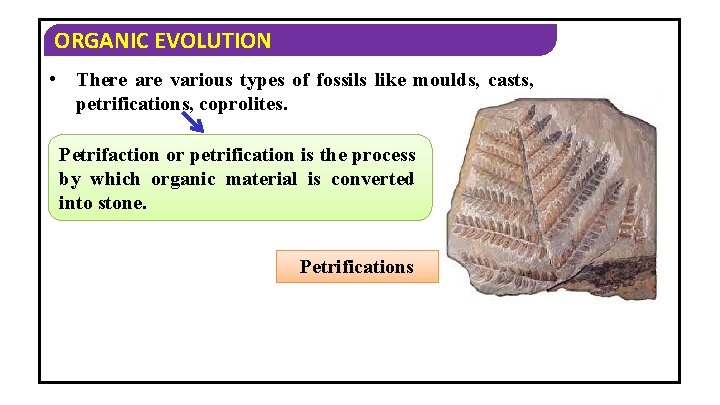 ORGANIC EVOLUTION • There are various types of fossils like moulds, casts, petrifications, coprolites.