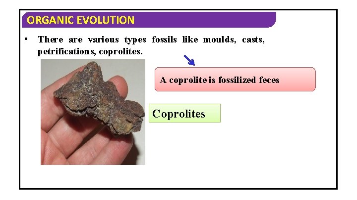 ORGANIC EVOLUTION • There are various types fossils like moulds, casts, petrifications, coprolites. A