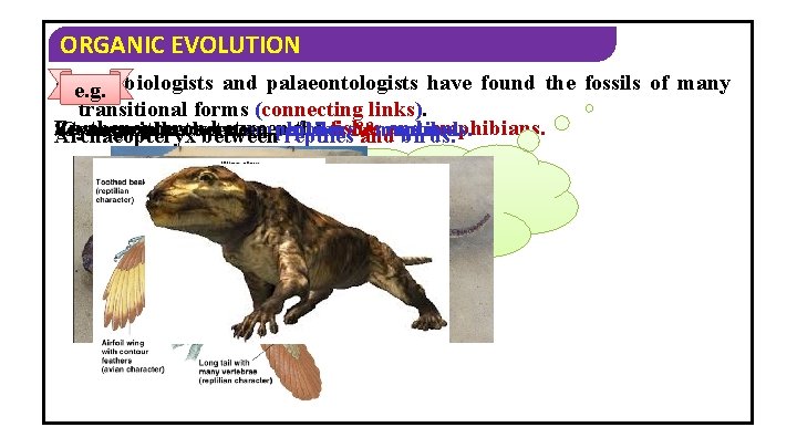 ORGANIC EVOLUTION �e. g. The biologists and palaeontologists have found the fossils of many