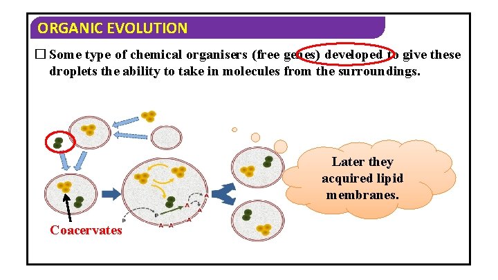 ORGANIC EVOLUTION � Some type of chemical organisers (free genes) developed to give these