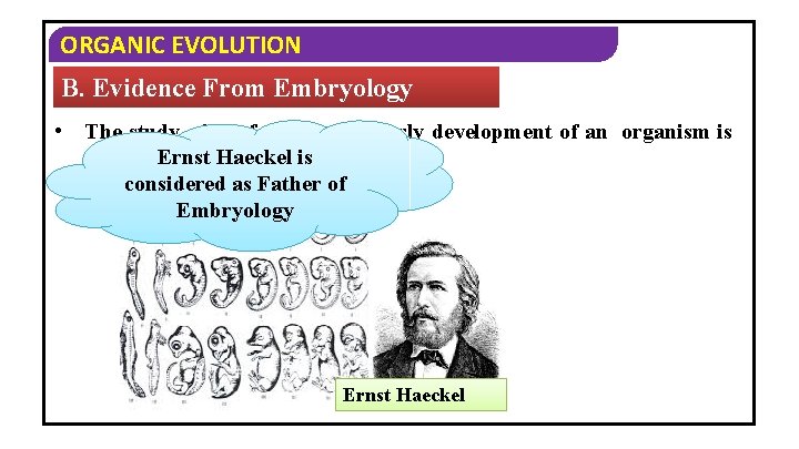 ORGANIC EVOLUTION B. Evidence From Embryology • The study of the formation & early