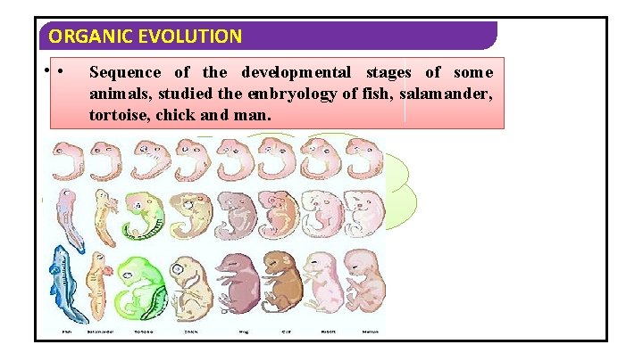 ORGANIC EVOLUTION • • The observation of Von Baer. Sequence of the developmental stages