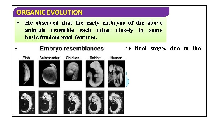 ORGANIC EVOLUTION • • He observed that the early embryos of the above animals