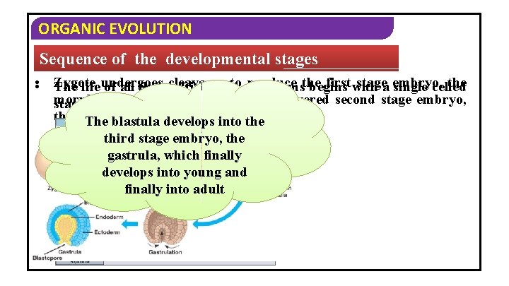 ORGANIC EVOLUTION Sequence of the developmental stages • • Zygote cleavages to organisms produce