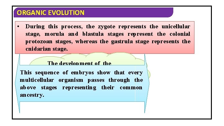 ORGANIC EVOLUTION • During this process, the zygote represents the unicellular stage, morula and