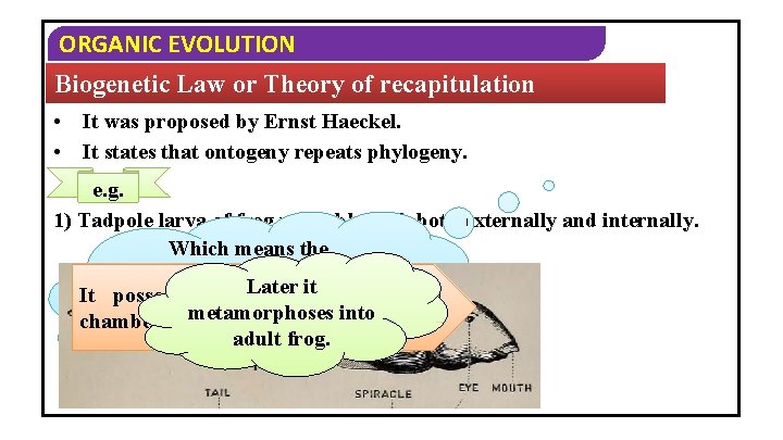 ORGANIC EVOLUTION Biogenetic Law or Theory of recapitulation • • It was proposed by