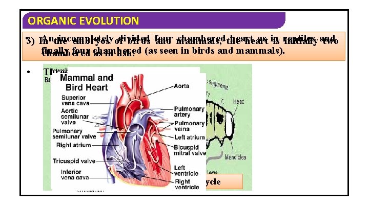 ORGANIC EVOLUTION • 3) Anthe incompletely divided chambered the heart as in reptiles 2)