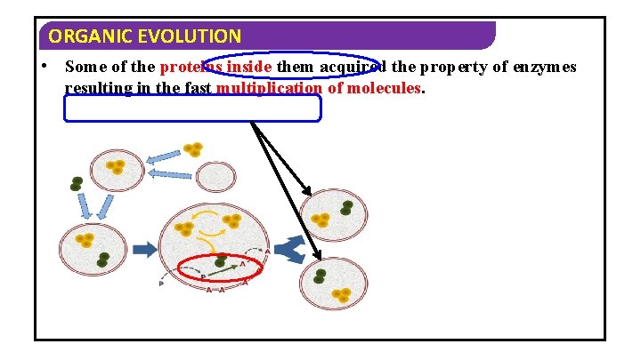 ORGANIC EVOLUTION • Some of the proteins inside them acquired the property of enzymes