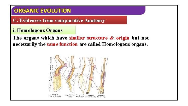 ORGANIC EVOLUTION C. Evidences from comparative Anatomy i. Homologous Organs The organs which have