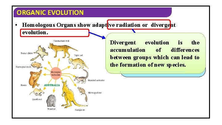 ORGANIC EVOLUTION • Homologous Organs show adaptive radiation or divergent evolution. Divergent evolution is