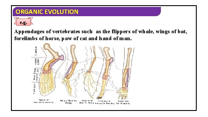 ORGANIC EVOLUTION e. g. Appendages of vertebrates such as the flippers of whale, wings