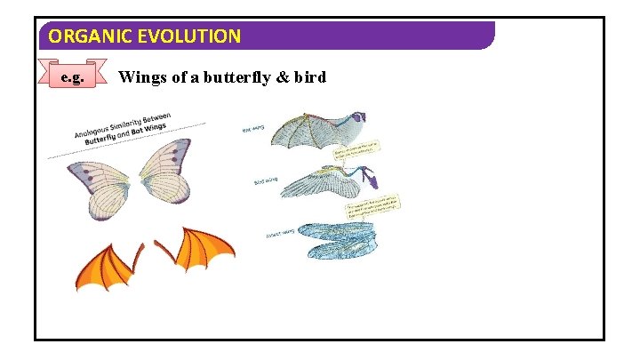 ORGANIC EVOLUTION e. g. Wings of a butterfly & bird 
