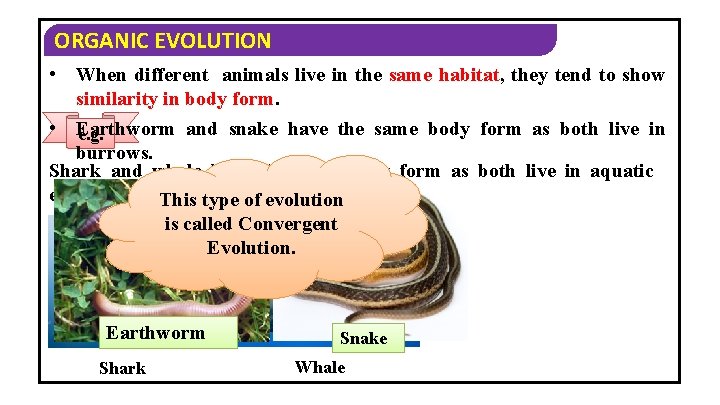 ORGANIC EVOLUTION • When different animals live in the same habitat, they tend to