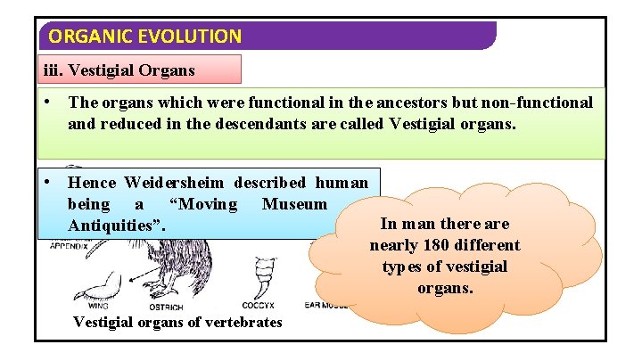 ORGANIC EVOLUTION iii. Vestigial Organs • The organs which were functional in the ancestors