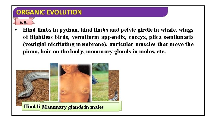 ORGANIC EVOLUTION e. g. • Hind limbs in python, hind limbs and pelvic girdle