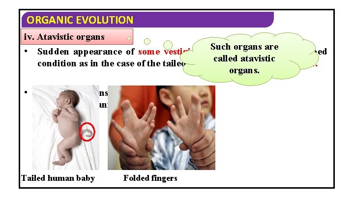 ORGANIC EVOLUTION iv. Atavistic organs Such organs are • Sudden appearance of some vestigial