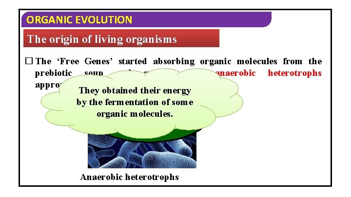 ORGANIC EVOLUTION The origin of living organisms � The ‘Free Genes’ started absorbing organic