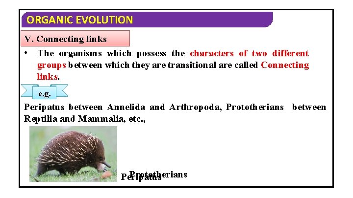 ORGANIC EVOLUTION V. Connecting links • The organisms which possess the characters of two
