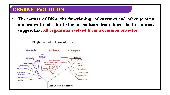 ORGANIC EVOLUTION • The nature of DNA, the functioning of enzymes and other protein