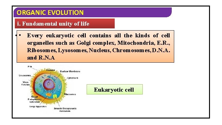 ORGANIC EVOLUTION i. Fundamental unity of life eukaryotic contains the all the kinds ofand