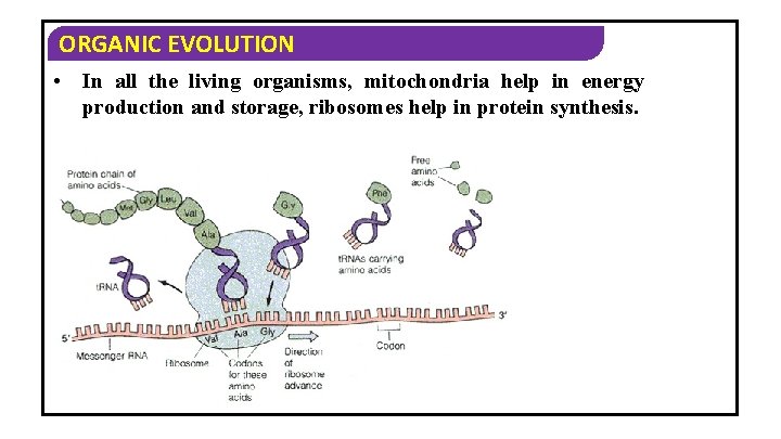 ORGANIC EVOLUTION • In all the living organisms, mitochondria help in energy production and