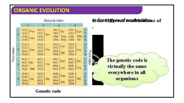 ORGANIC EVOLUTION • • In organisms has the same fourdifferent types of combinations nucleotides.