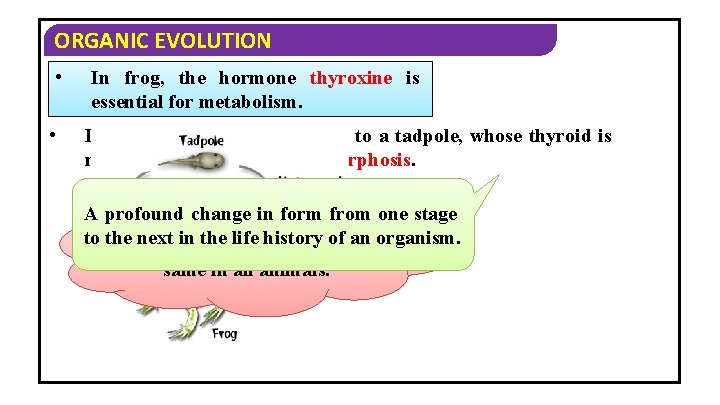 ORGANIC EVOLUTION • In frog, the hormone thyroxine is essential for metabolism. • If