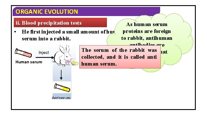 ORGANIC EVOLUTION ii. Blood precipitation tests As human serum • He first injected a