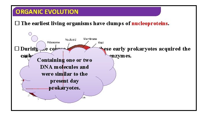 ORGANIC EVOLUTION � The earliest living organisms have clumps of nucleoproteins. � During the