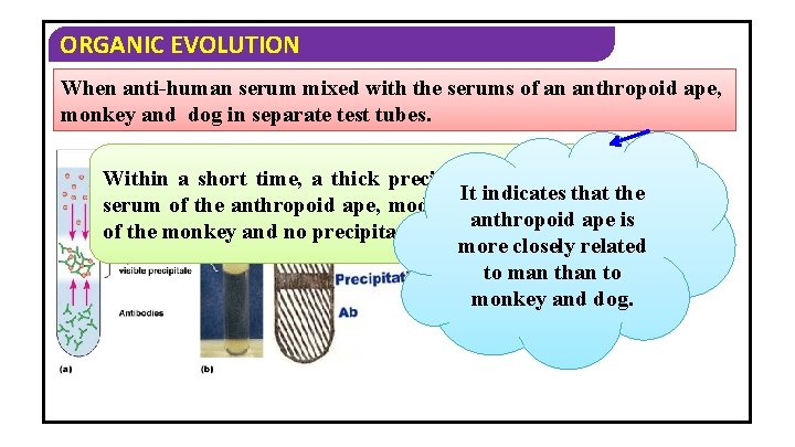 ORGANIC EVOLUTION When anti-human serum mixed with the serums of an anthropoid ape, monkey