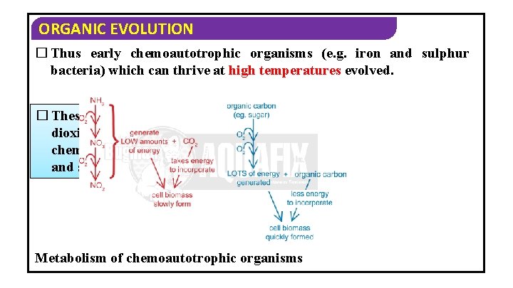 ORGANIC EVOLUTION � Thus early chemoautotrophic organisms (e. g. iron and sulphur bacteria) which