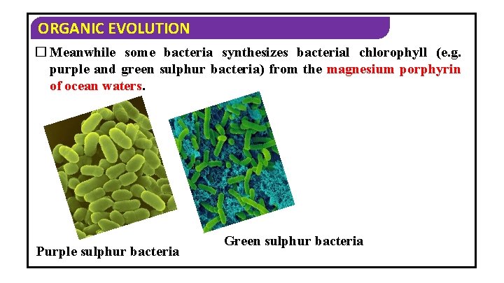 ORGANIC EVOLUTION � Meanwhile some bacteria synthesizes bacterial chlorophyll (e. g. purple and green