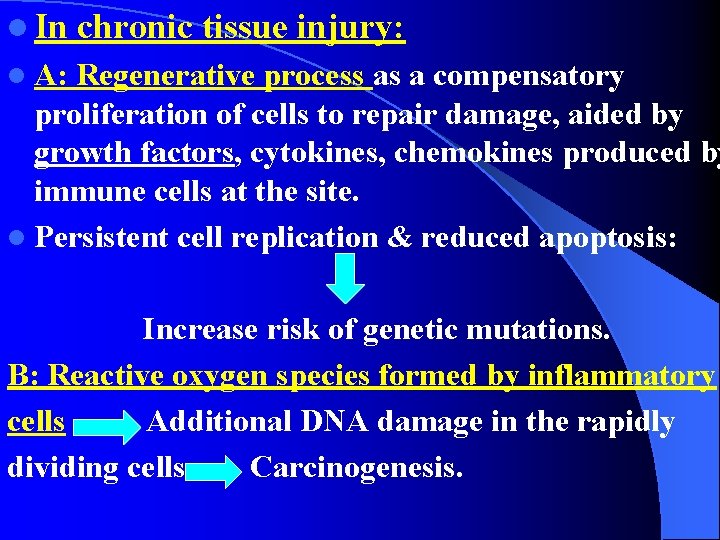l In chronic tissue injury: l A: Regenerative process as a compensatory proliferation of