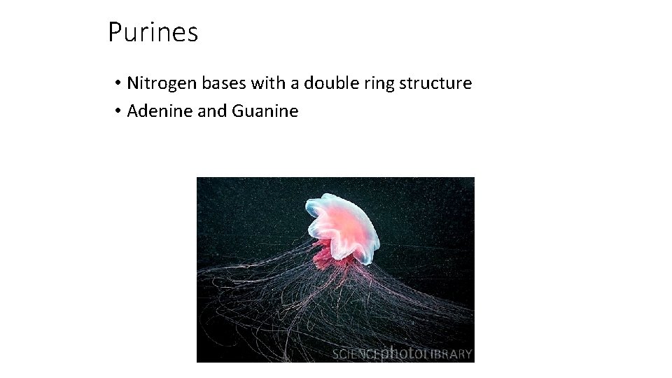 Purines • Nitrogen bases with a double ring structure • Adenine and Guanine 