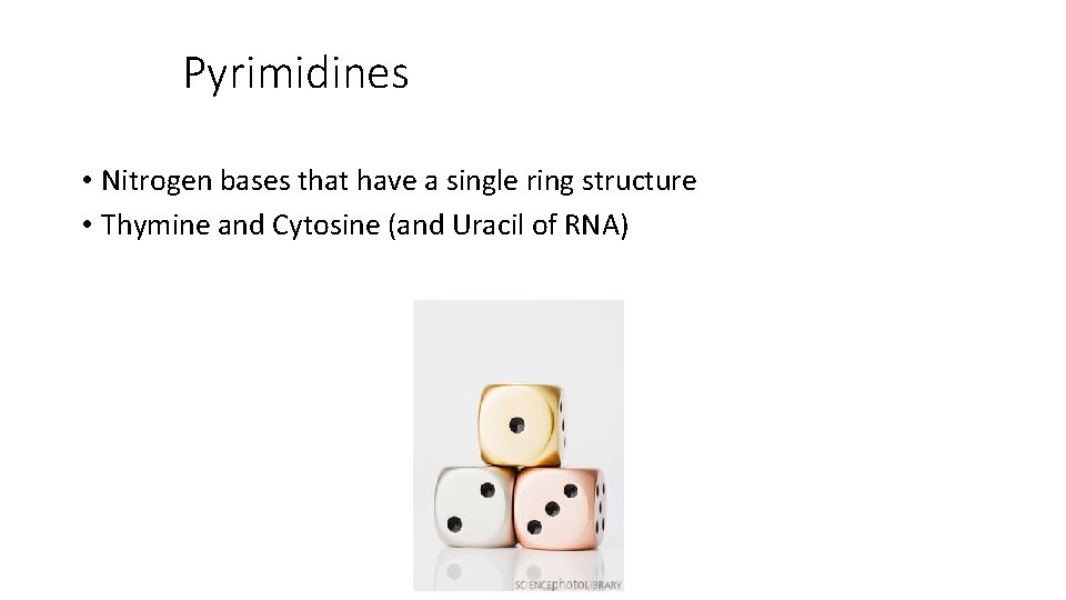 Pyrimidines • Nitrogen bases that have a single ring structure • Thymine and Cytosine