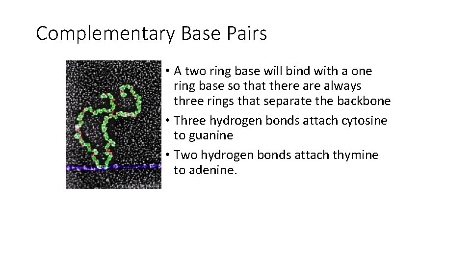 Complementary Base Pairs • A two ring base will bind with a one ring