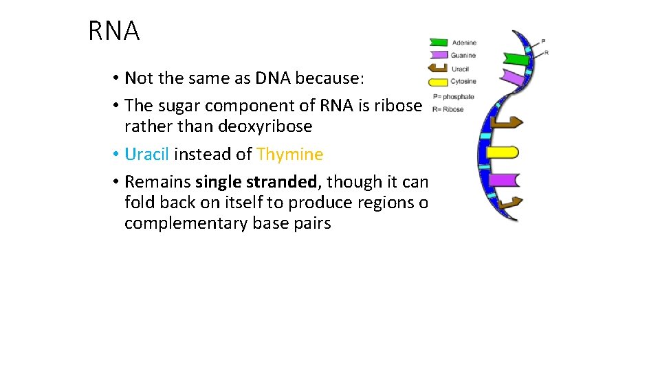 RNA • Not the same as DNA because: • The sugar component of RNA