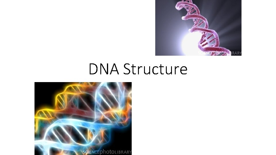 DNA Structure 