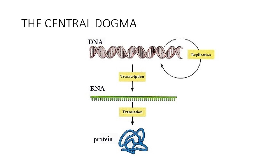 THE CENTRAL DOGMA 