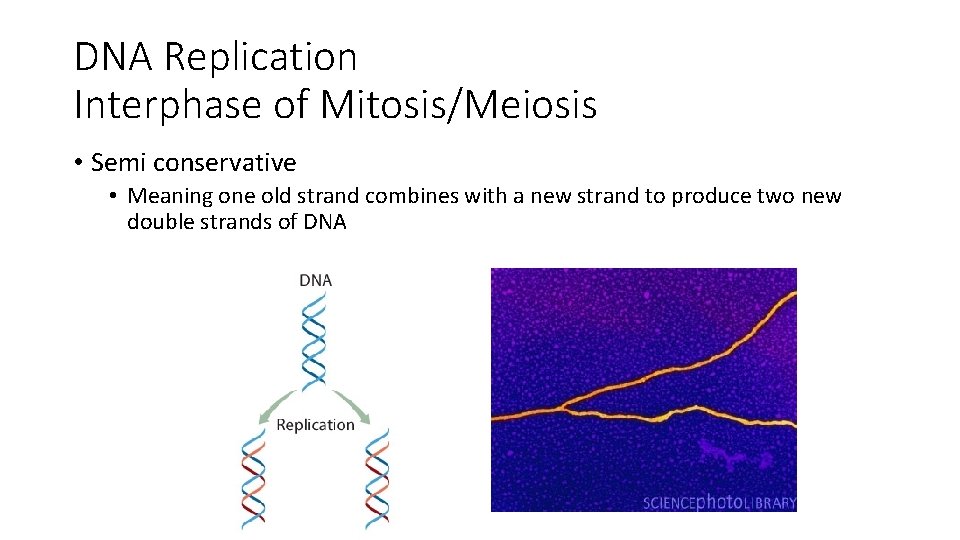 DNA Replication Interphase of Mitosis/Meiosis • Semi conservative • Meaning one old strand combines