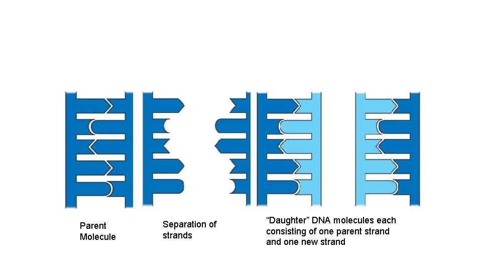 Parent Molecule Separation of strands “Daughter” DNA molecules each consisting of one parent strand