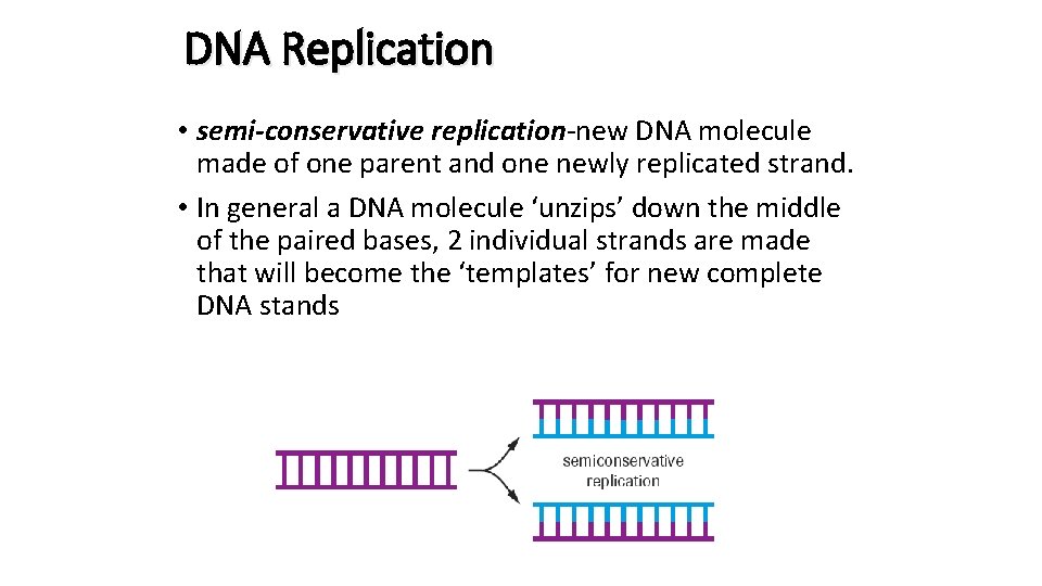 DNA Replication • semi-conservative replication-new DNA molecule made of one parent and one newly