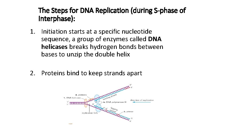 The Steps for DNA Replication (during S-phase of Interphase): 1. Initiation starts at a