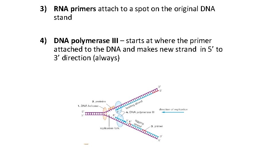 3) RNA primers attach to a spot on the original DNA stand 4) DNA