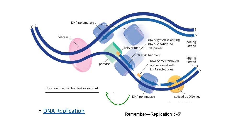  • DNA Replication Remember—Replication 3’-5’ 
