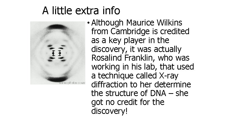 A little extra info • Although Maurice Wilkins from Cambridge is credited as a