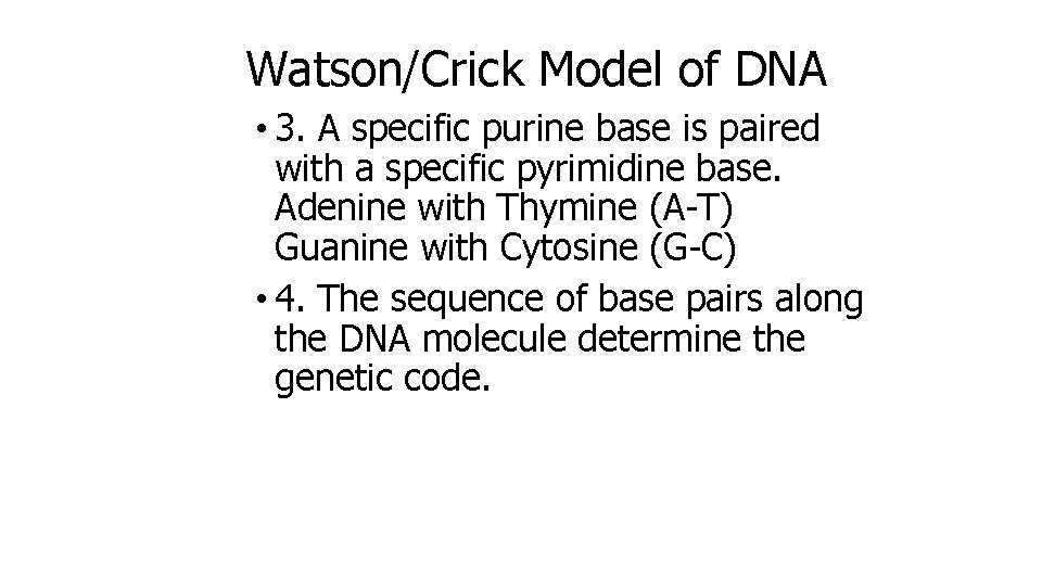 Watson/Crick Model of DNA • 3. A specific purine base is paired with a