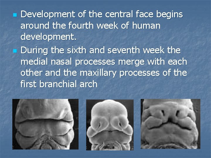 n n Development of the central face begins around the fourth week of human