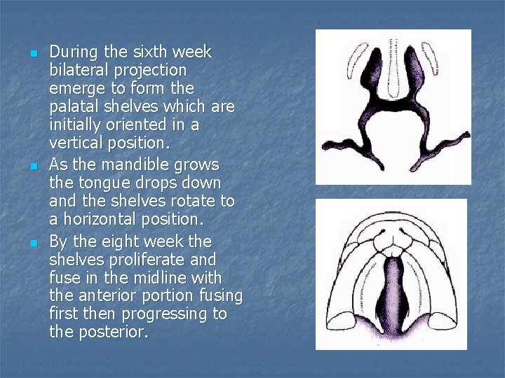 n n n During the sixth week bilateral projection emerge to form the palatal