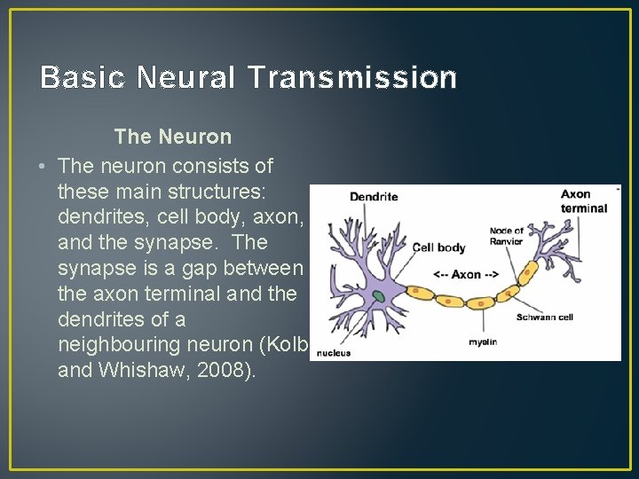 Basic Neural Transmission The Neuron • The neuron consists of these main structures: dendrites,